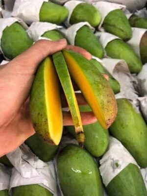 Điểm danh 9 giống xoài thơm ngon và phổ biến tại Việt Nam