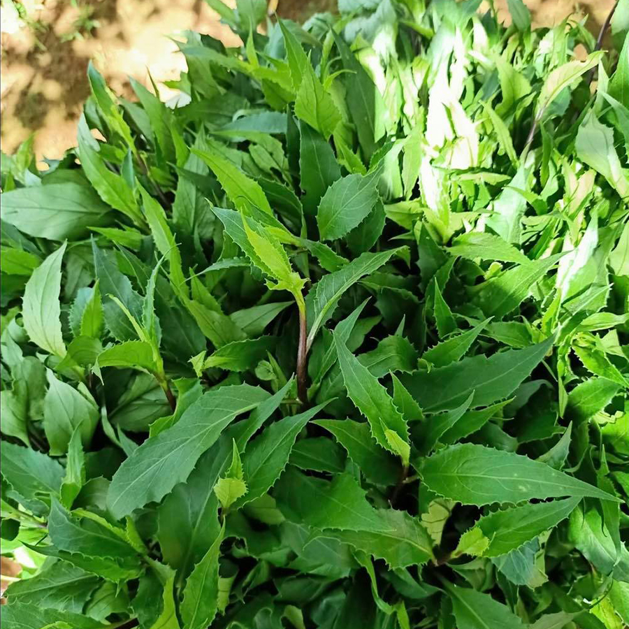 Rau Rừng Đà Lạt
